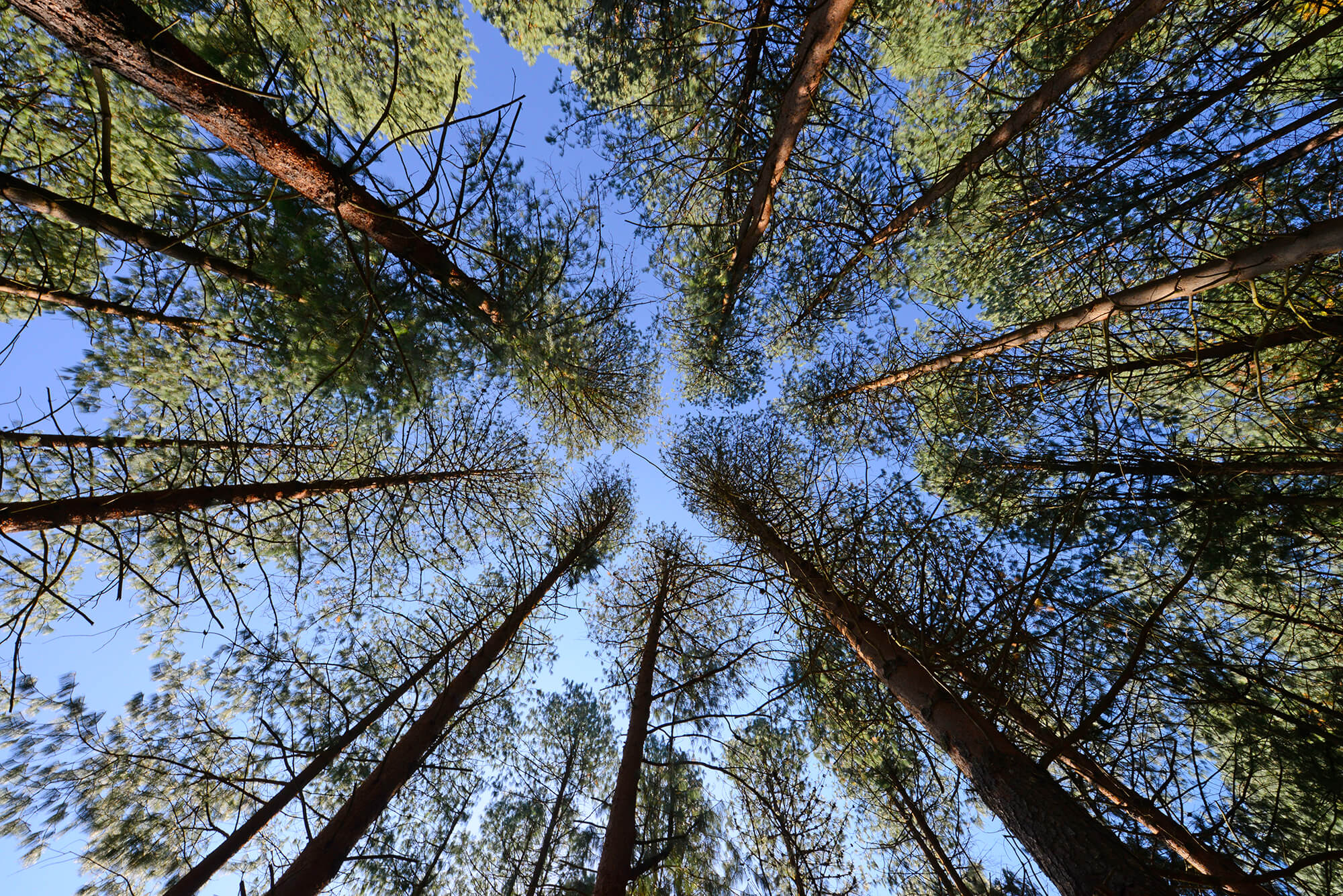 Brandon Barnard Photography South African Forestry 0429