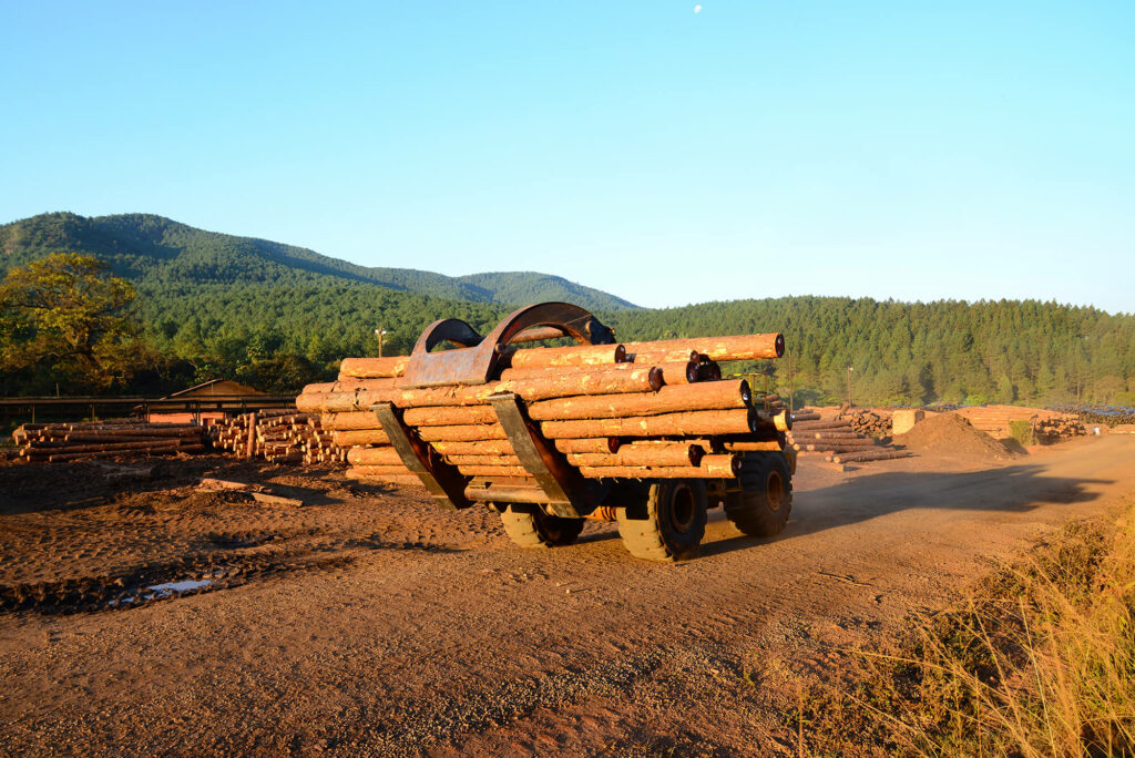 Brandon Barnard Photography South African Forestry 0966